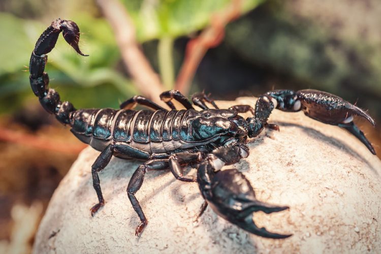 Peppers made out of Scorpions!?!?
